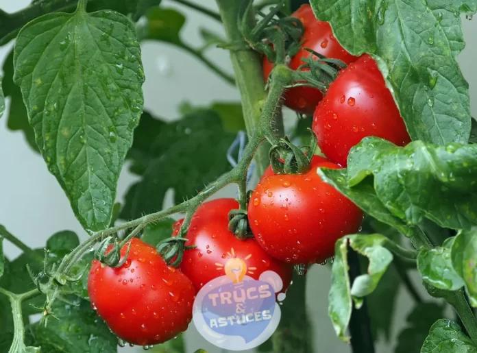 2 astuces pour garder vos tomates fraiches plus longtemps