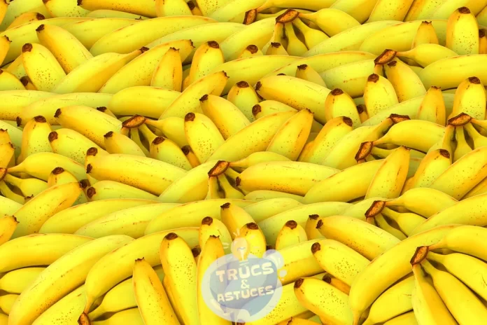 3 facons dallonger la duree de conservation des bananes