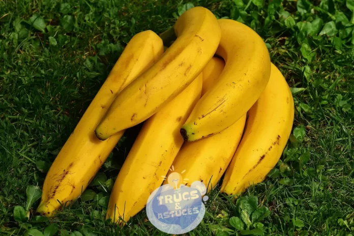 4 astuces pour preserver la fraicheur et bonne qualite de vos bananes