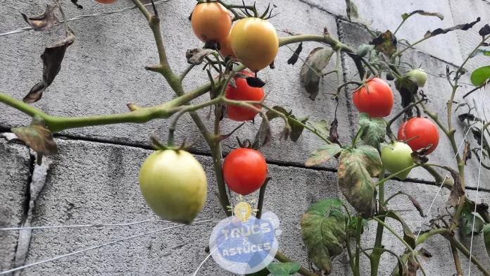 4 astuces pour que les tomates poussent efficacement