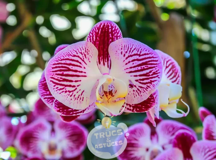 6 astuces pour prolonger la duree de vie des orchidees