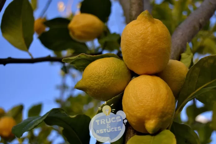 6 conseils pour cultiver un citronnier en pot et lentretenir
