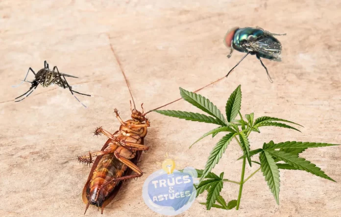 6 plantes pour lutter contre ces insectes cafards mouches et moustiques