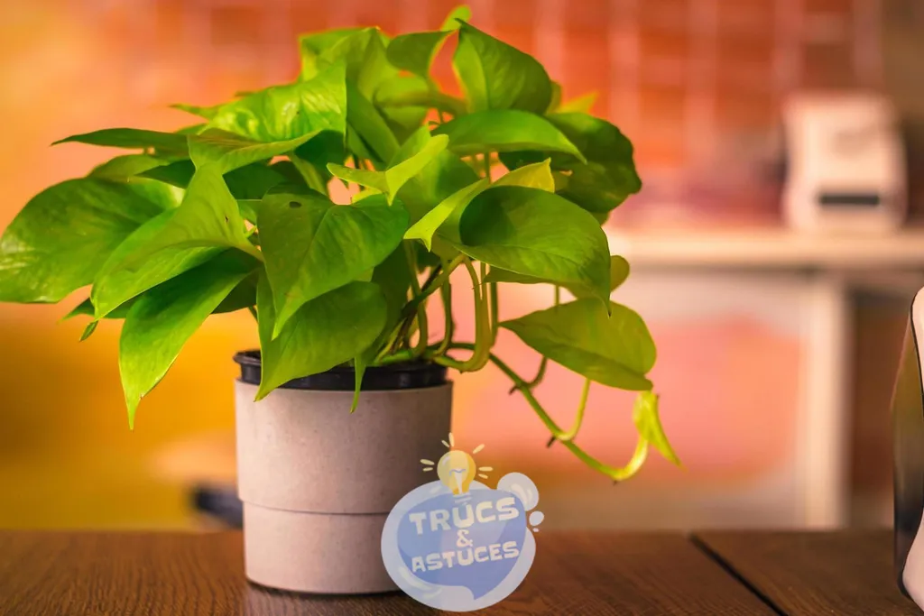 7 plantes dinterieur que vous pouvez cultiver sans lumiere de soleil