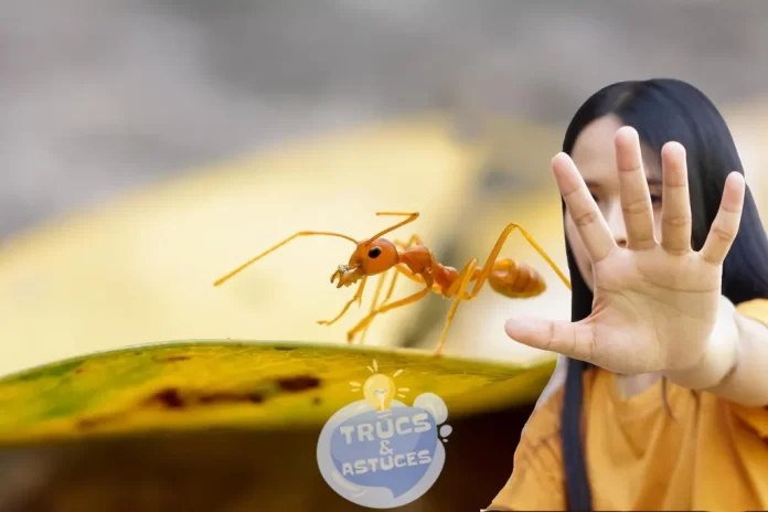 astuce pour eliminer les fourmis de facon naturelle