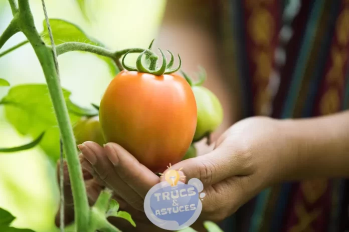 comment cultiver des tomates et les recueillir a linfini