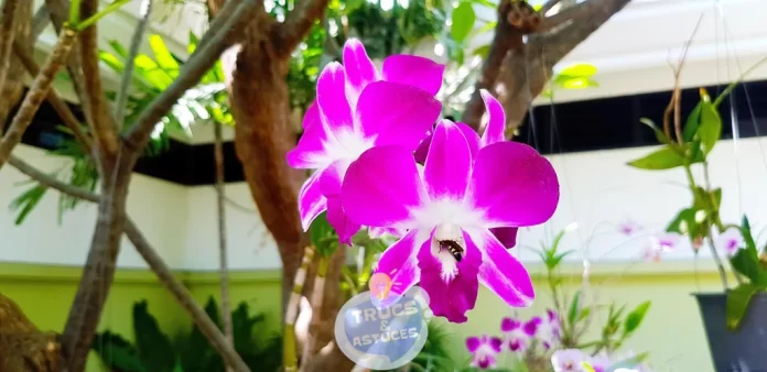 comment entretenir les orchidees et les proteger des parasites