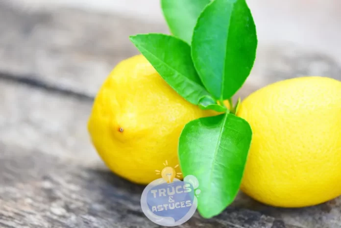 comment obtenir des citrons frais et en bonne condition