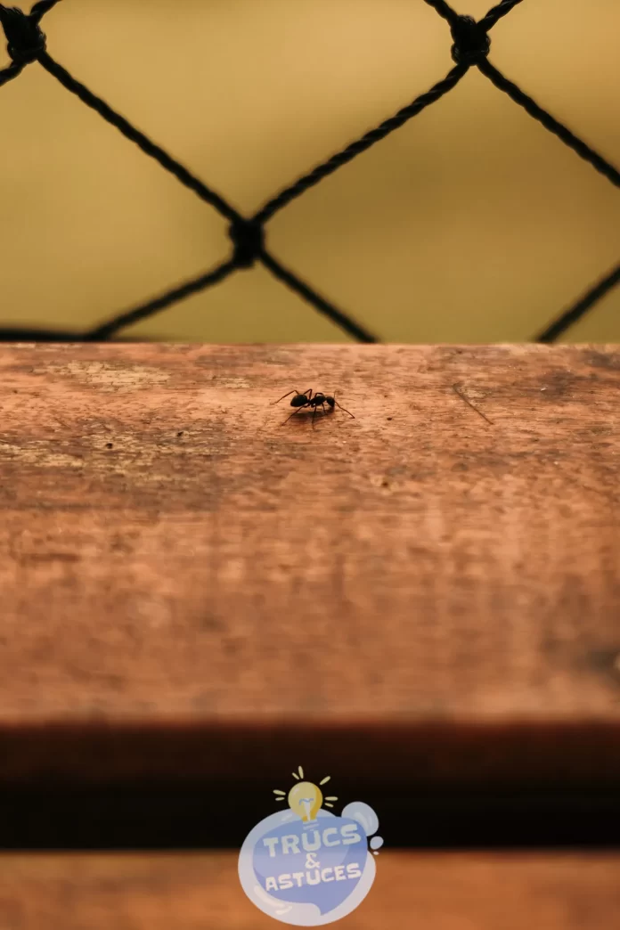 comment se debarrasser naturellement et efficacement des fourmis
