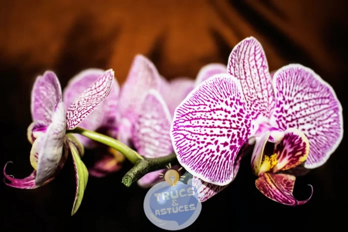 creez 5 superbes decorations avec votre orchidee