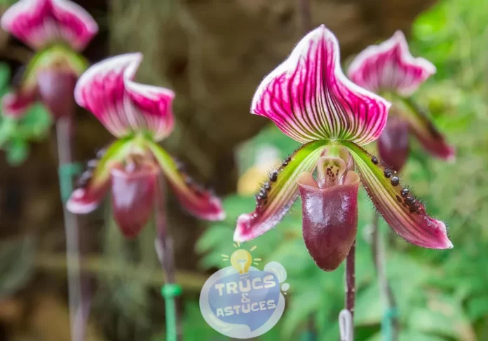 entretenir les orchidees et les garder belles en 7 etapes