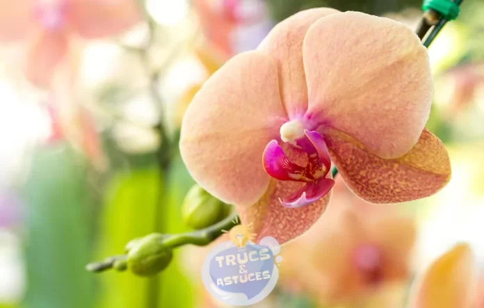 faire renaitre les orchidees par 10 astuces dexperts