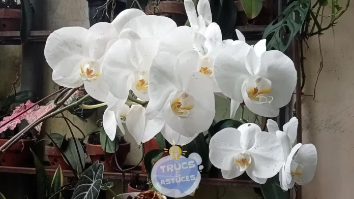 une astuce dexpert pour refleurir une orchidee fanee